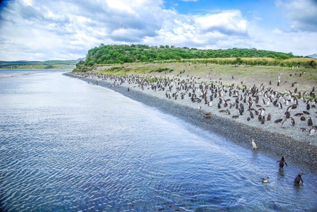Navegación Pingüinera en Catamarán