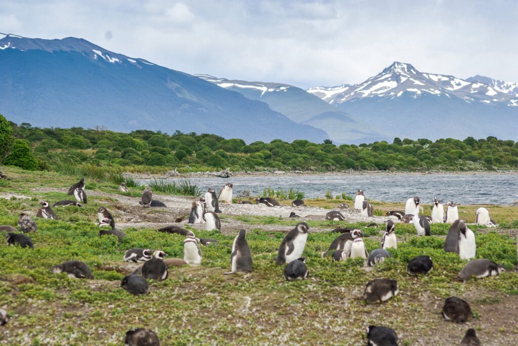 Navegación Pingüinera en Catamarán