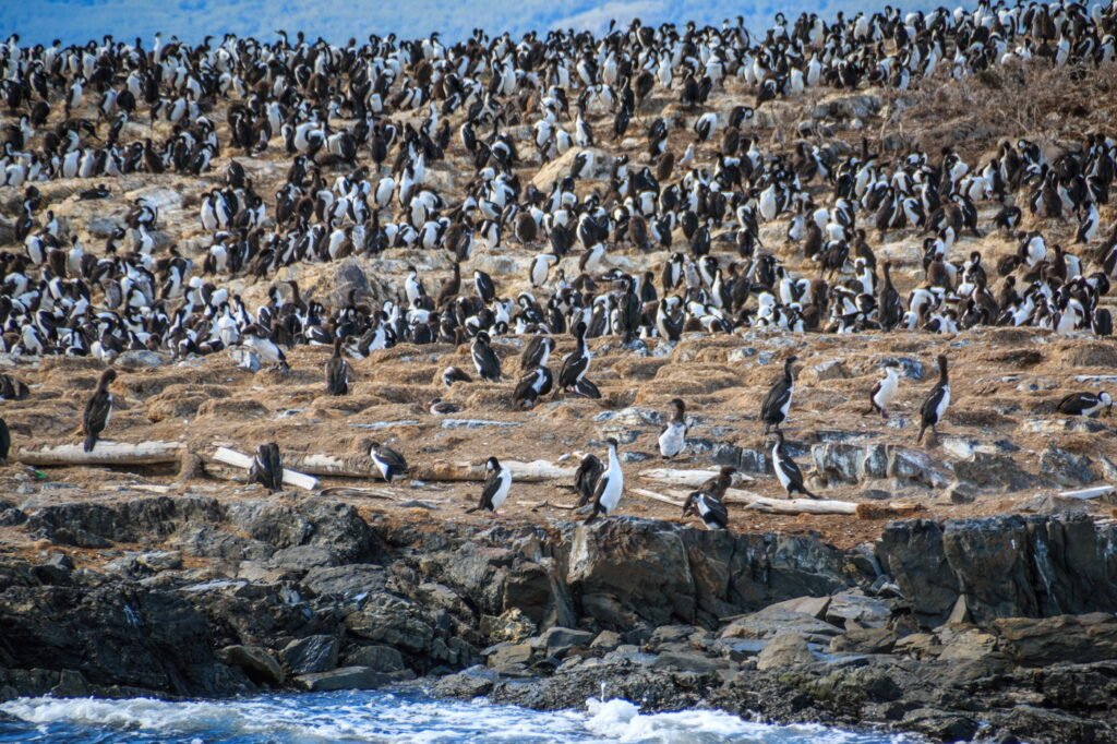 Navegación Isla de los Lobos en Catamarán