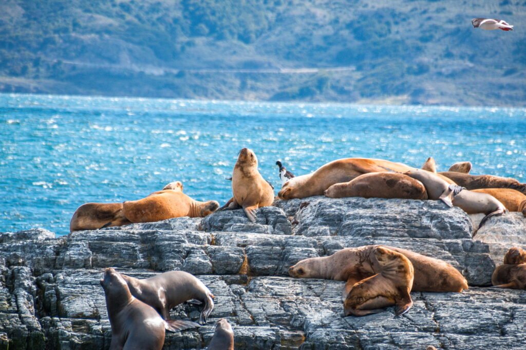 Isla de los Lobos en Yate con Snack