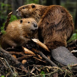 Castores sobre su represa en un bosque de Tierra del Fuego