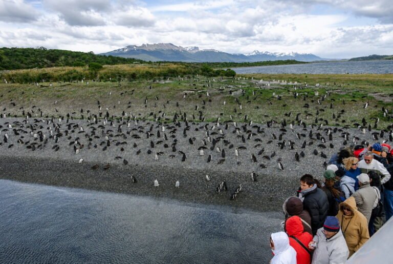 Navegación Pingüinera en Catamarán