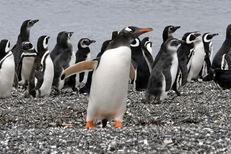 Pingüinos en la costa de Tierra del Fuego