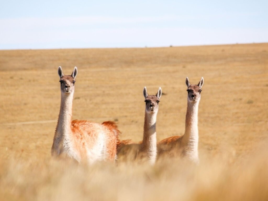 Cabo San Pablo y Estancia Pirinaica
