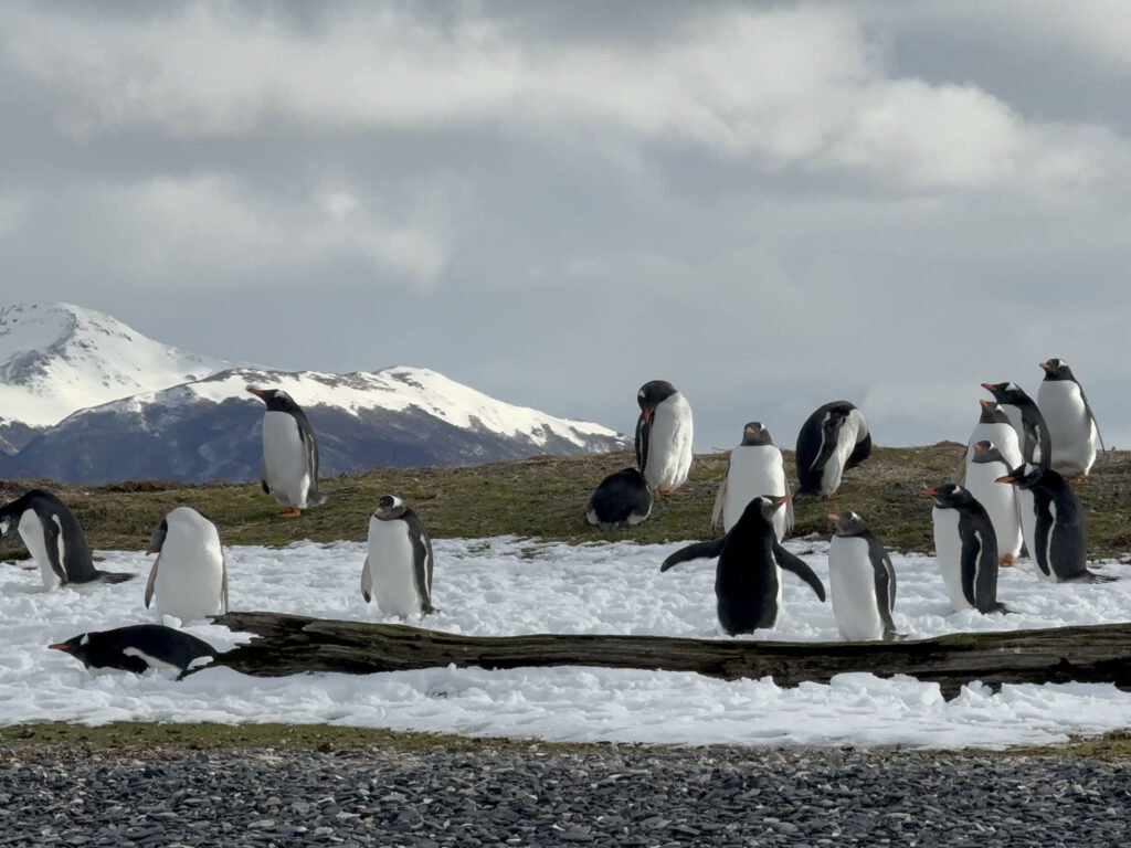 Avistaje de Pingüinos y Ruta de la Centolla 4WD Off Road