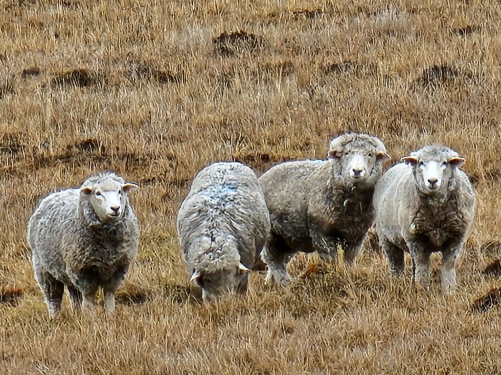 Cabo San Pablo y Estancia Pirinaica