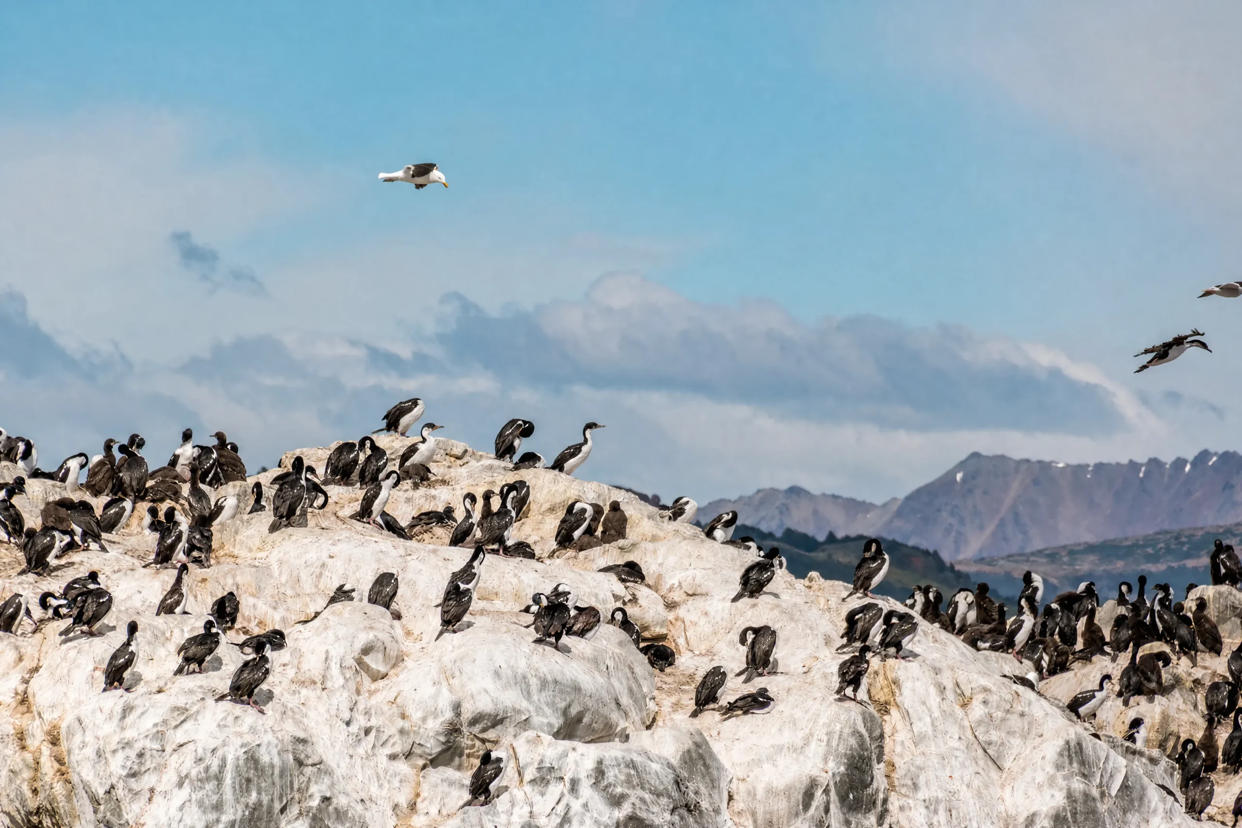 Colonia de cormoranes y aves marinas en una isla del Canal Beagle